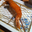 <p>Bon Kushikatsu - Paris</p>